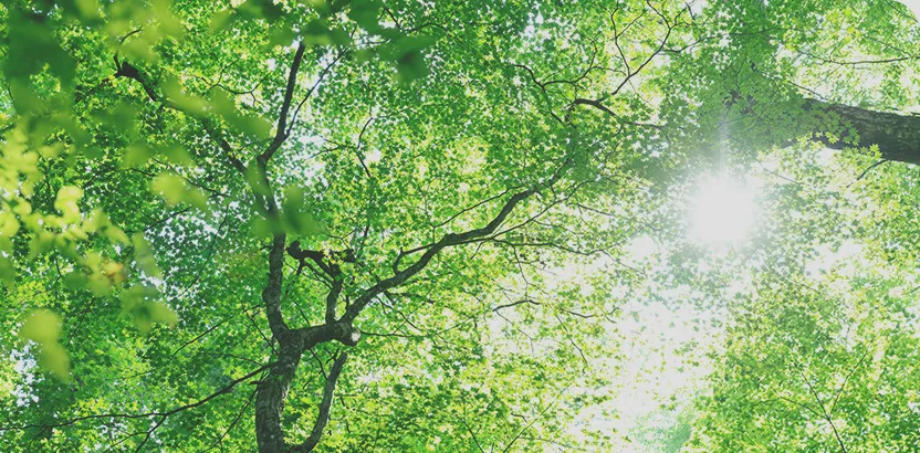 緑の森の木々の間から太陽の光が差し込んでいる美しい風景の画像です。